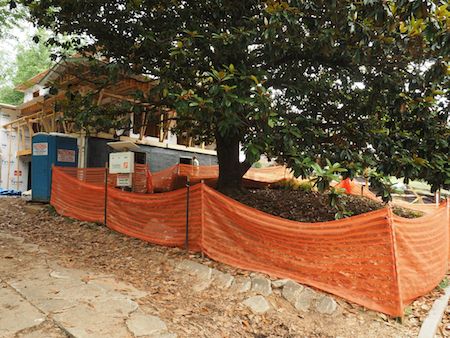 Tree_protection_zone image New Home