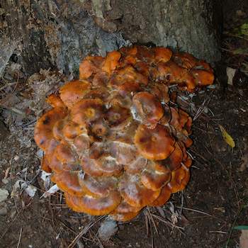 Old Armillaria mellea