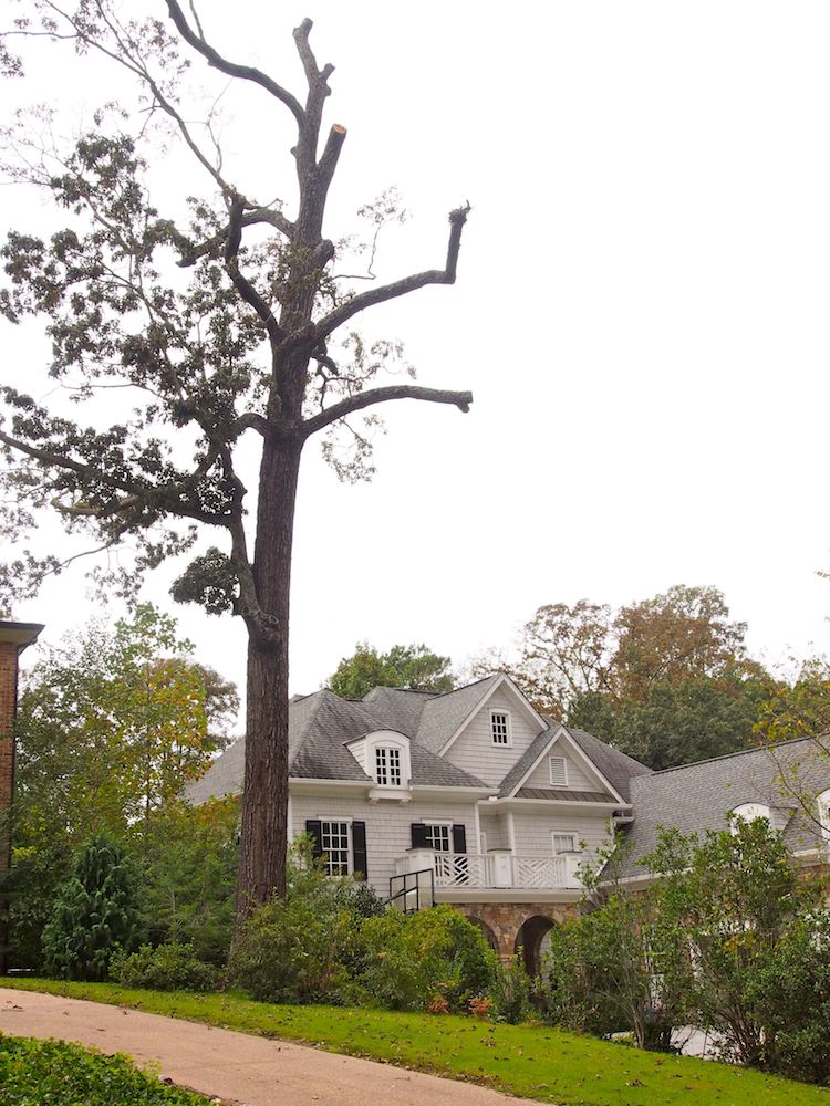 Property line tree