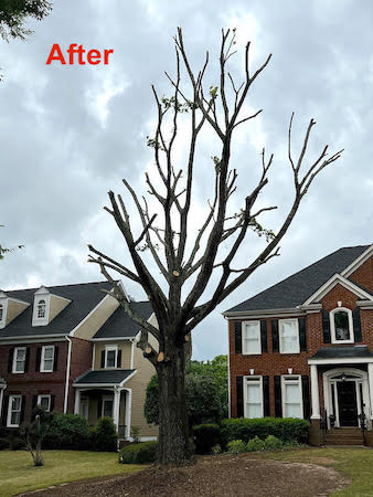 after TreeInspection.com - Choosing a Tree Service
