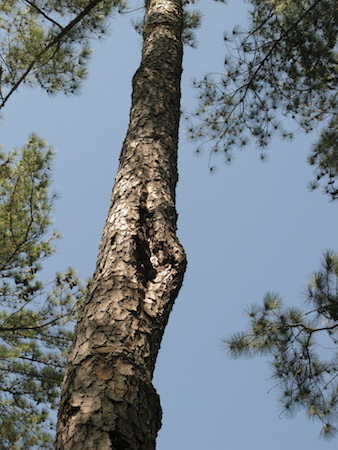 Fusiform canker