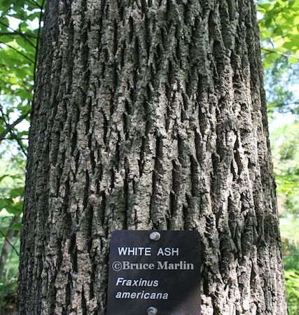 Bark