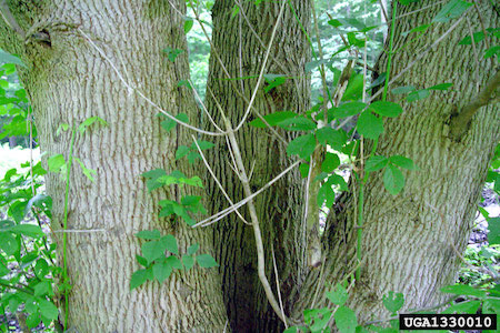 Bark