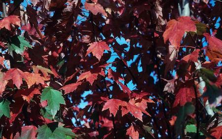 Fall Leaves