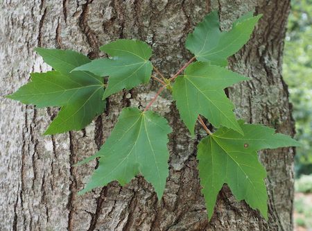 Leaves