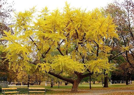 Gingko Tree