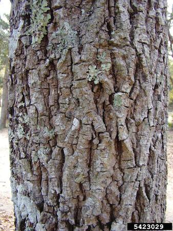 Bark