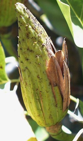 Seed pod