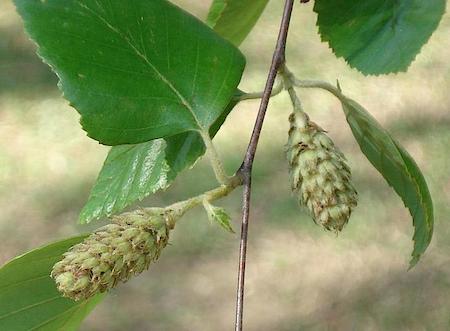 Fruit