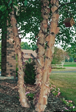Trees