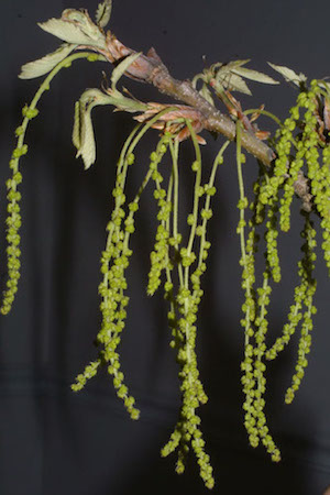 Swamp Chestnut Oak Flowers