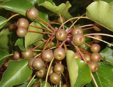 Fruit