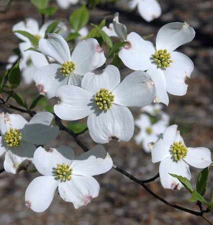 White flowers