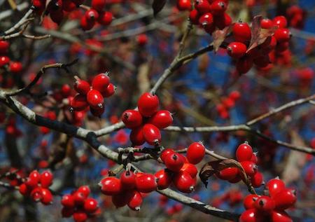 Fruit (Berries)
